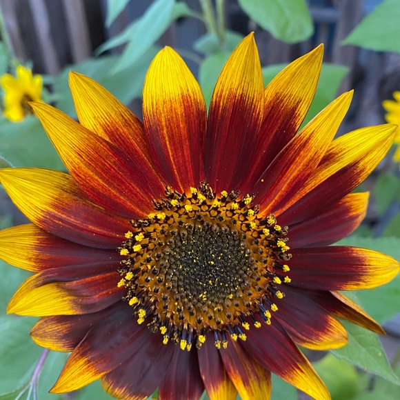 sunflwr135